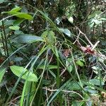 Scleria latifolia ഫലം