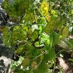 Lunaria annua Pokrój