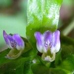 Justicia refractifolia Flor