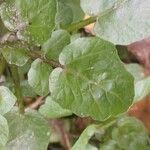Nasturtium officinale Levél