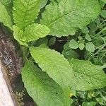 Lactuca virosaLeaf