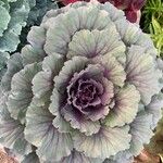 Brassica oleraceaഇല