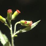 Crassocephalum rubens Kukka