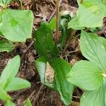 Cypripedium acaule 葉