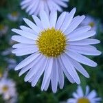 Aster mongolicus Blüte