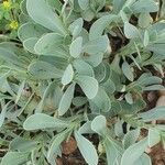 Hertia cheirifolia List