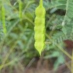 Sesbania drummondii Fruit