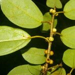 Ficus colubrinae List