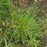 Carex distans Blatt