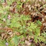 Teucrium botrys Leaf