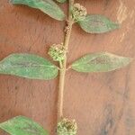 Euphorbia hirtaLeaf