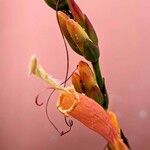 Sanchezia nobilis Flor