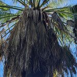 Washingtonia filifera Лист