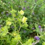 Potentilla rectaफूल