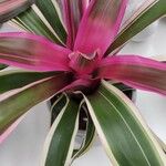 Neoregelia carolinae Характер