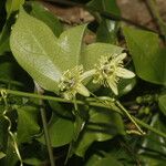 Passiflora obtusifolia Цвят