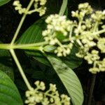 Psychotria luxurians Blatt