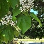 Catalpa bignonioides 葉