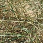 Thinopyrum junceum Ліст