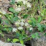 Clematis ligusticifolia Цвят