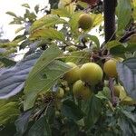 Malus sylvestris Fruto