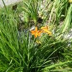 Crocosmia paniculata عادت داشتن