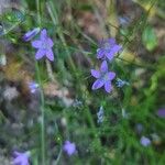 Campanula patulaFiore