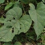 Camonea umbellata Foglia