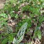 Ornithogalum boucheanum Blatt