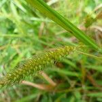 Carex laevigata ফুল