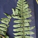 Megalastrum subincisum Leaf