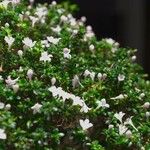 Buchozia japonica ᱵᱟᱦᱟ