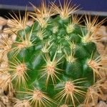 Rebutia neocumingii 葉