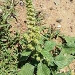 Amaranthus retroflexusList