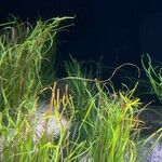 Zostera marina Folha