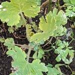 Macleaya cordata Leaf
