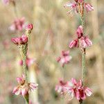 Eriogonum gracile ᱛᱟᱦᱮᱸ