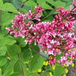 Syringa pubescens Blomma