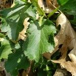 Eryngium planum Leaf