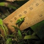 Pleurothallis pruinosa Other