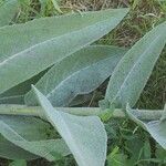 Verbascum sinaiticum Benth.Leaf