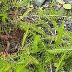 Achillea distans Hoja