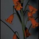 Fritillaria recurva Arall