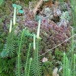 Lycopodium annotinumLeaf