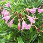 Crinum × powellii Flower