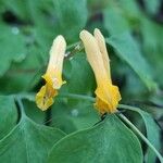 Pseudofumaria lutea 花