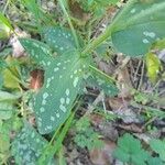 Pulmonaria affinis Leaf