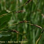 Carex sempervirens Λουλούδι