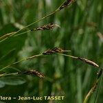 Carex sempervirens Fula