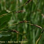 Carex sempervirens പുഷ്പം